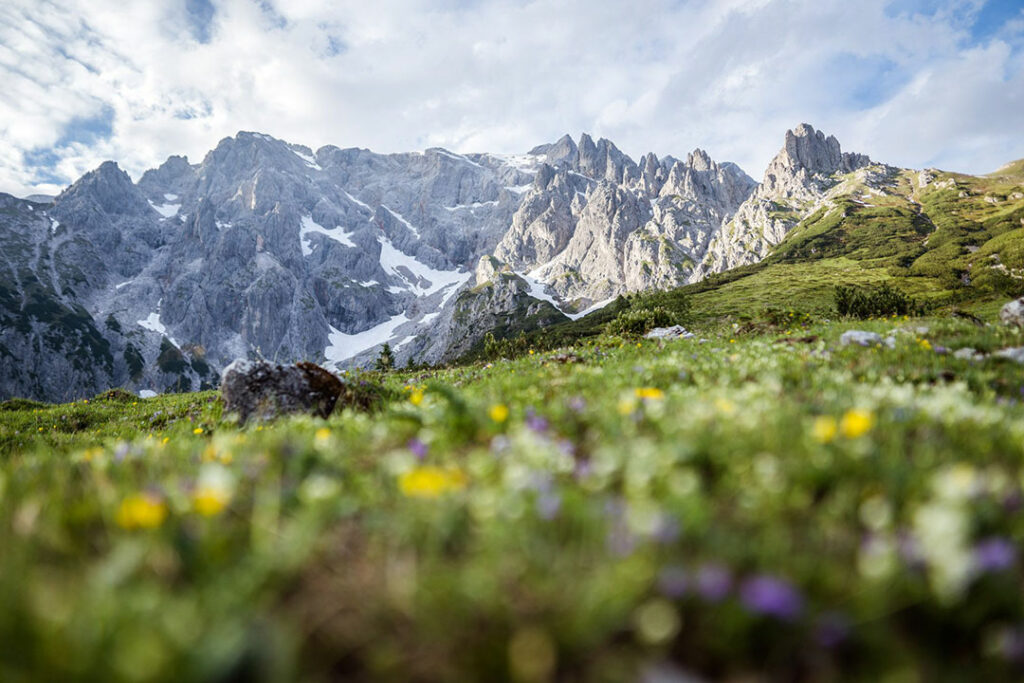 Grüne, saftige Wiesen bei der Wanderung in der Region Hochkönig in Maria Alm.